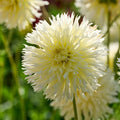 Dahliamix 'Pink/White mix'
