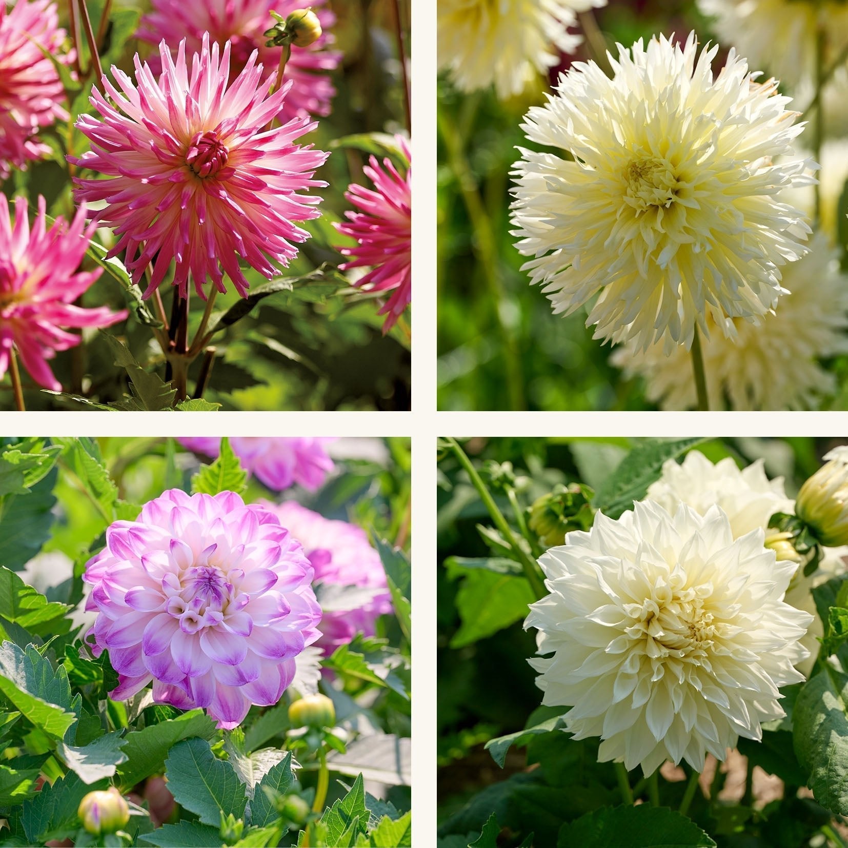 Dahliamix 'Pink/White mix'