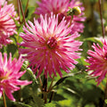 Dahliamix 'Pink/White mix'