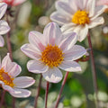 Dahliamix 'Single Dahliamix'