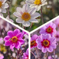 Dahliamix 'Single Dahliamix'