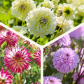 Dahliamix 'Soft pink mix'