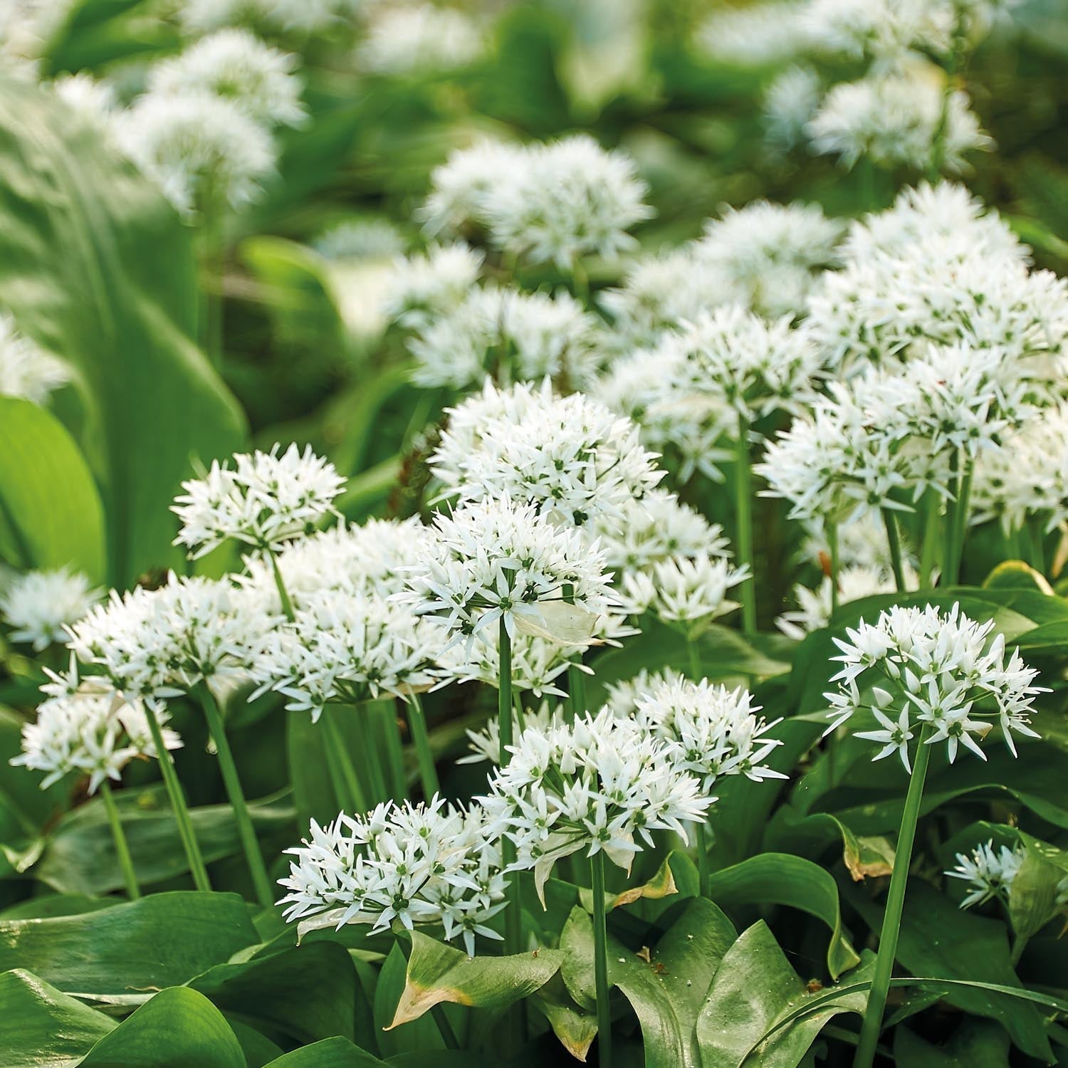 Daslook, Allium 'Ursinum'