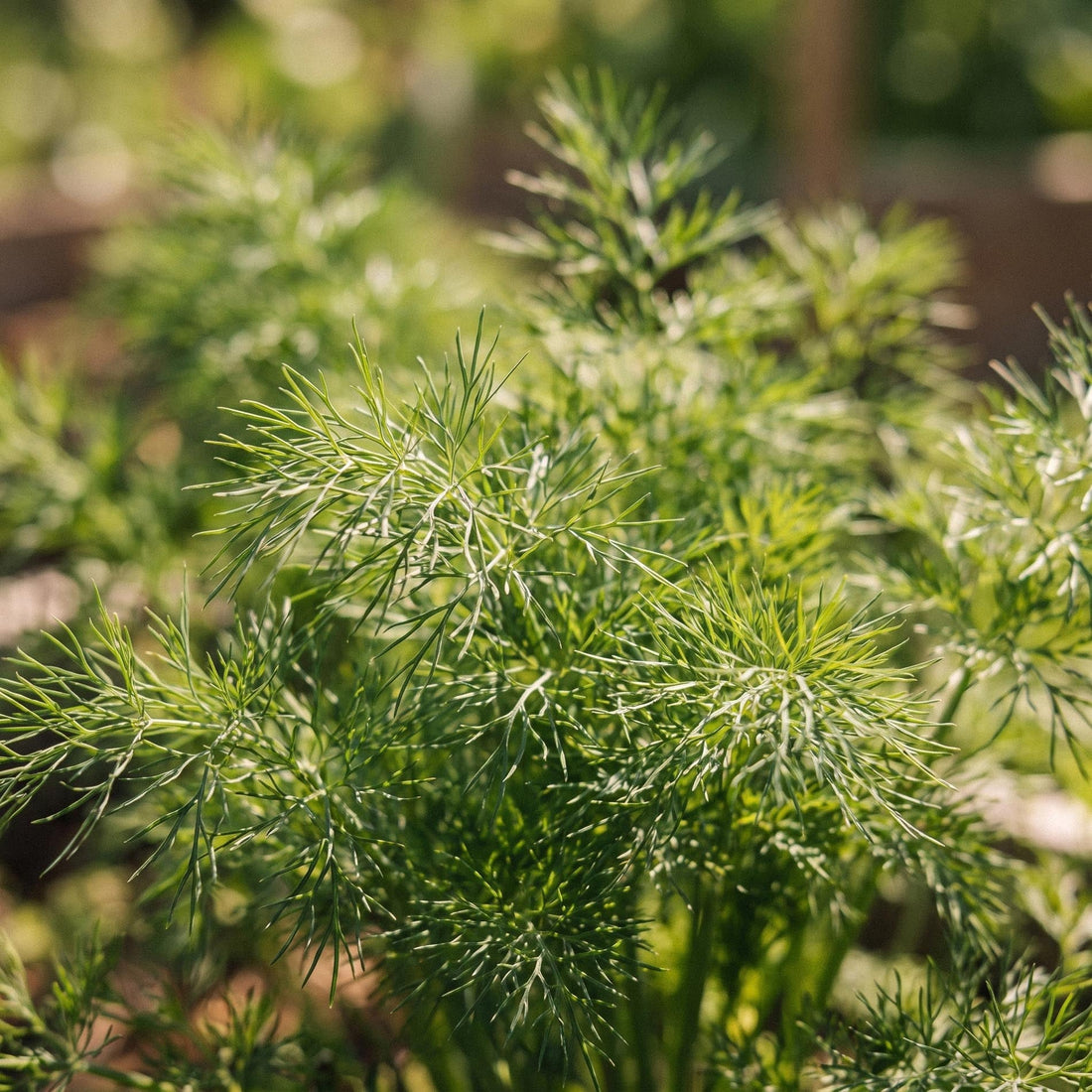 Dille zaden 'Tetra dill' - 300 biologische zaden