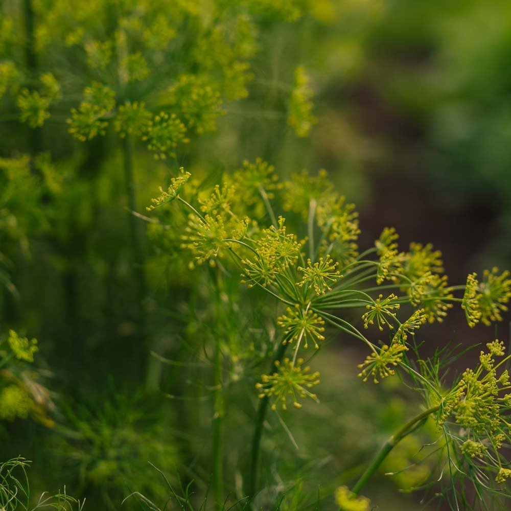 Dillezaden - 300 biologische zaden