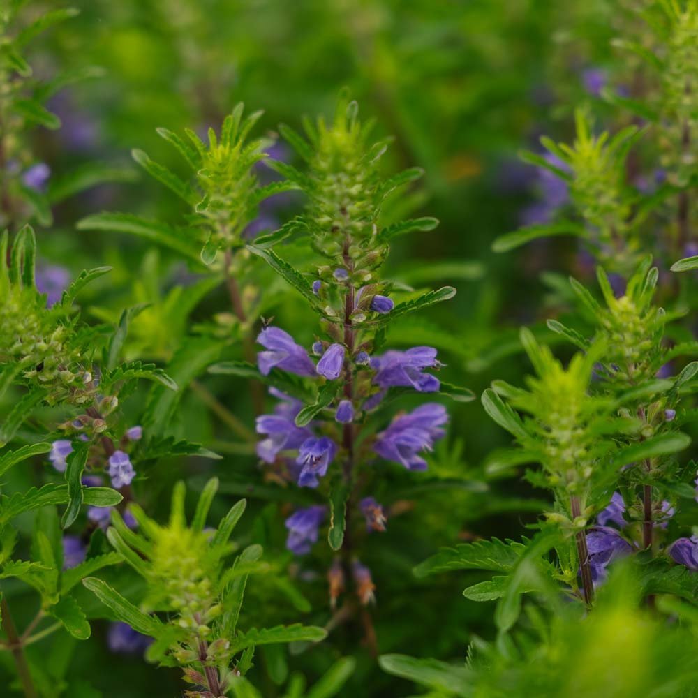 Drakenkop zaden 'Moldavian Dragonhead' - 150 biologische zaden