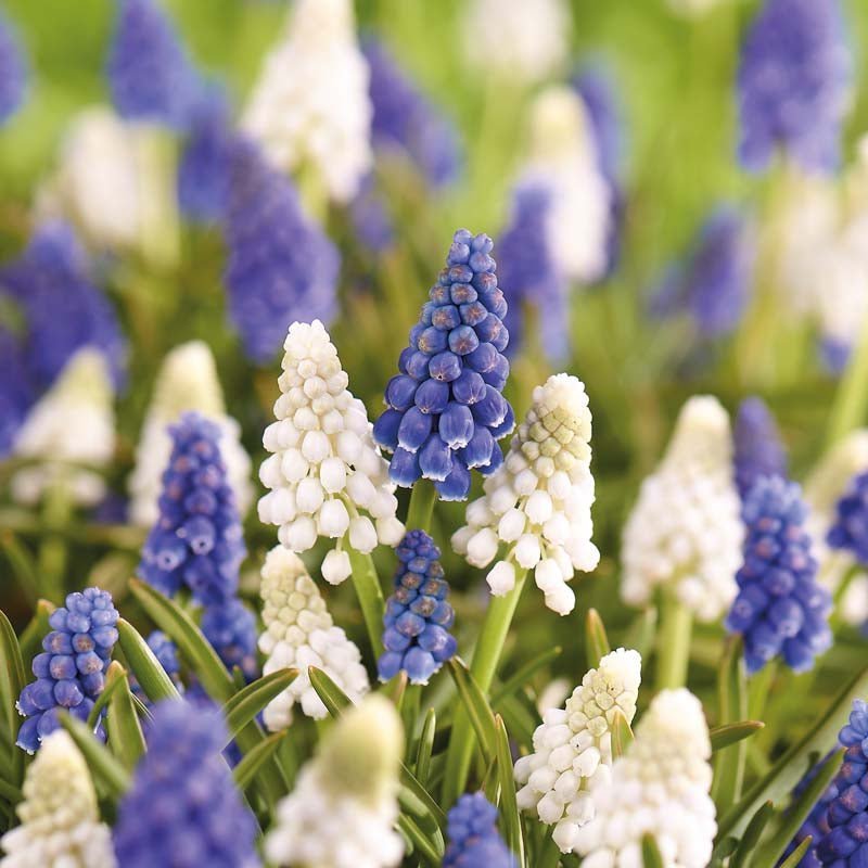 Druifhyacint mix 'Mixed'