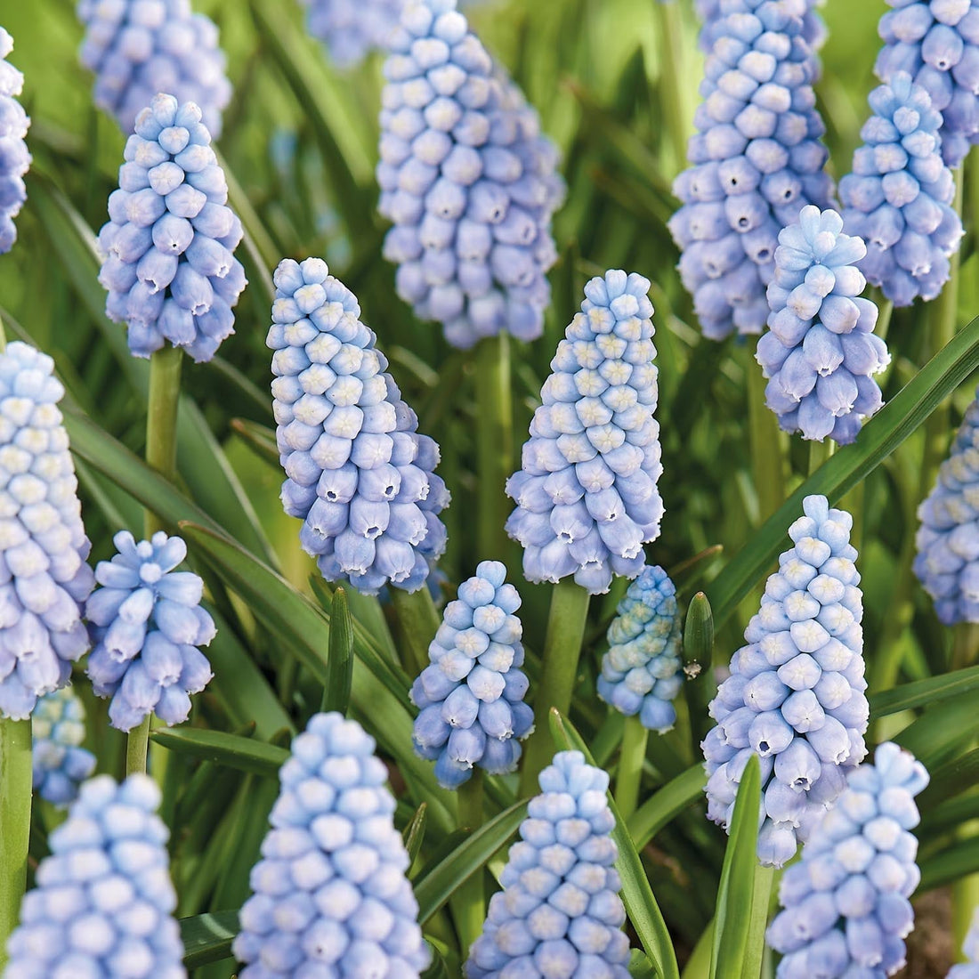 Druifhyacint, Muscari 'Aqua Magic'