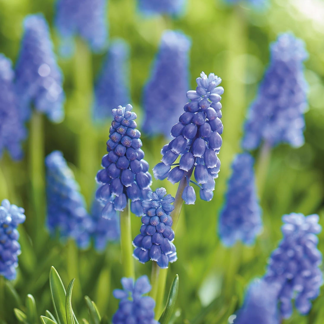 Druifhyacint, Muscari 'Armeniacum'