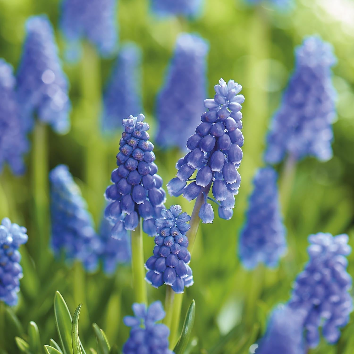 Druifhyacint, Muscari 'Armeniacum'