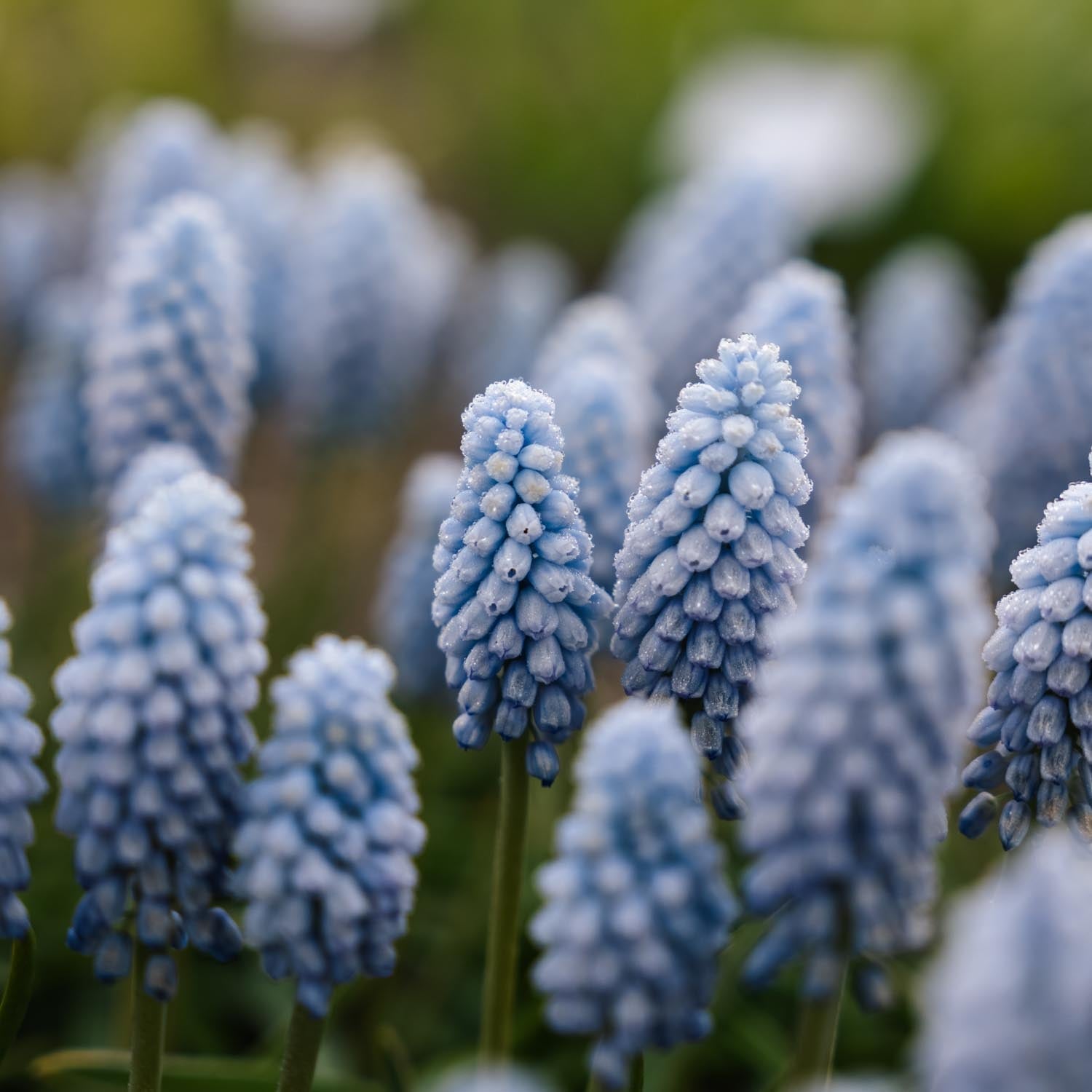Druifhyacint, Muscari 'Baby's Breath'