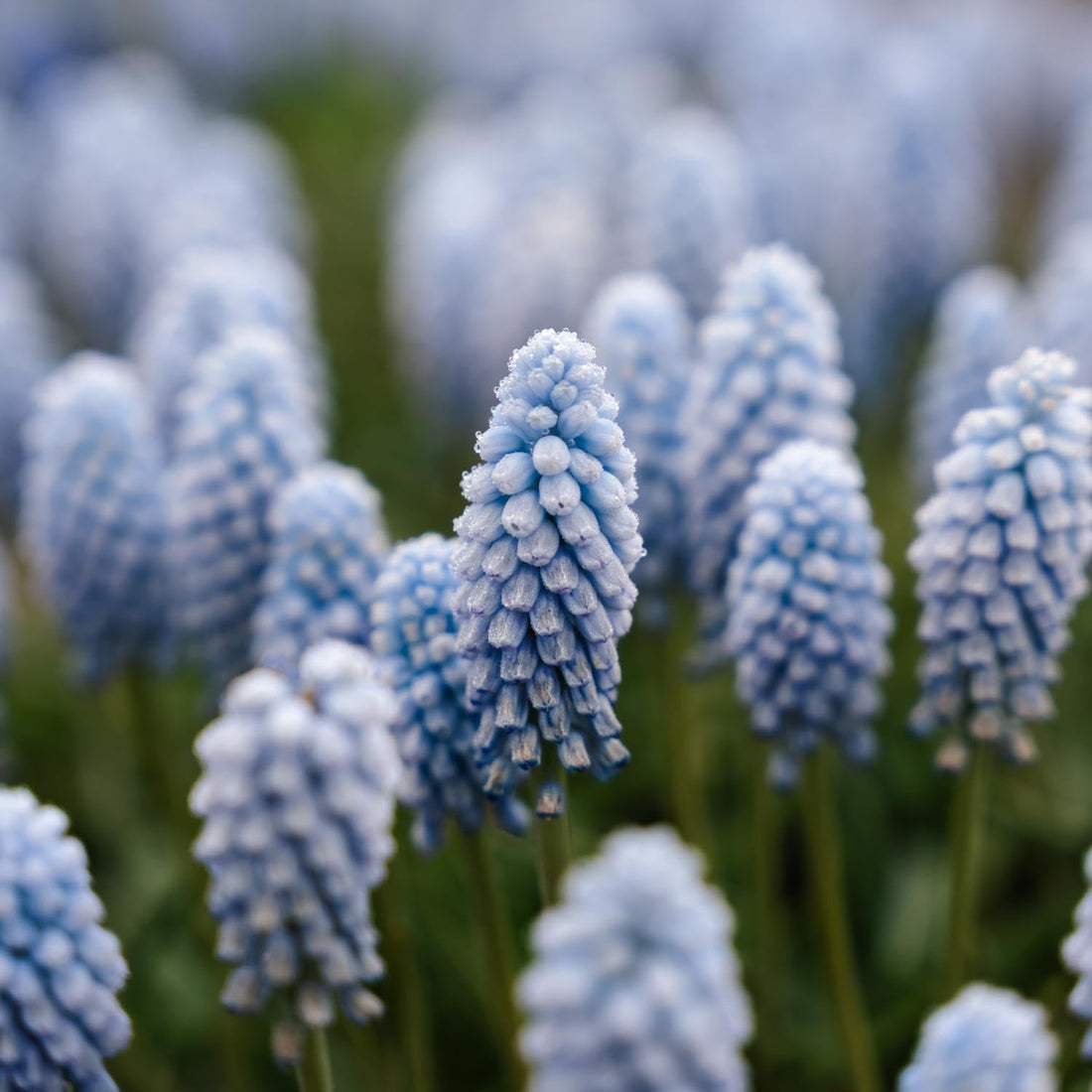 Druifhyacint, Muscari 'Baby's Breath'
