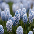 Druifhyacint, Muscari 'Baby's Breath'