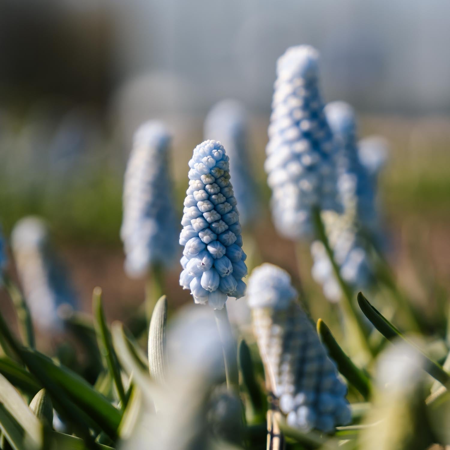 Druifhyacint, Muscari 'Baby's Breath'