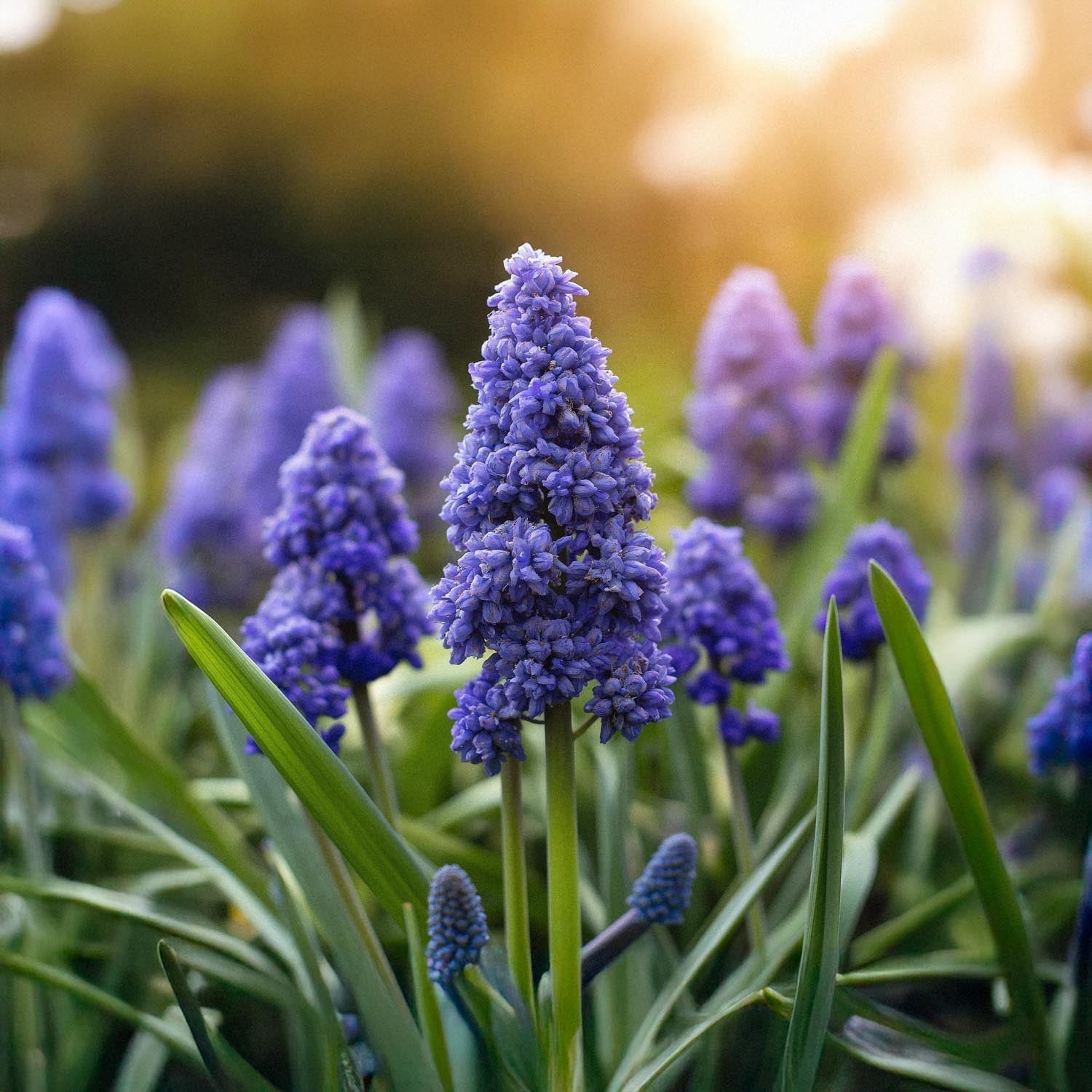 Druifhyacint, Muscari 'Fantasy Creation'