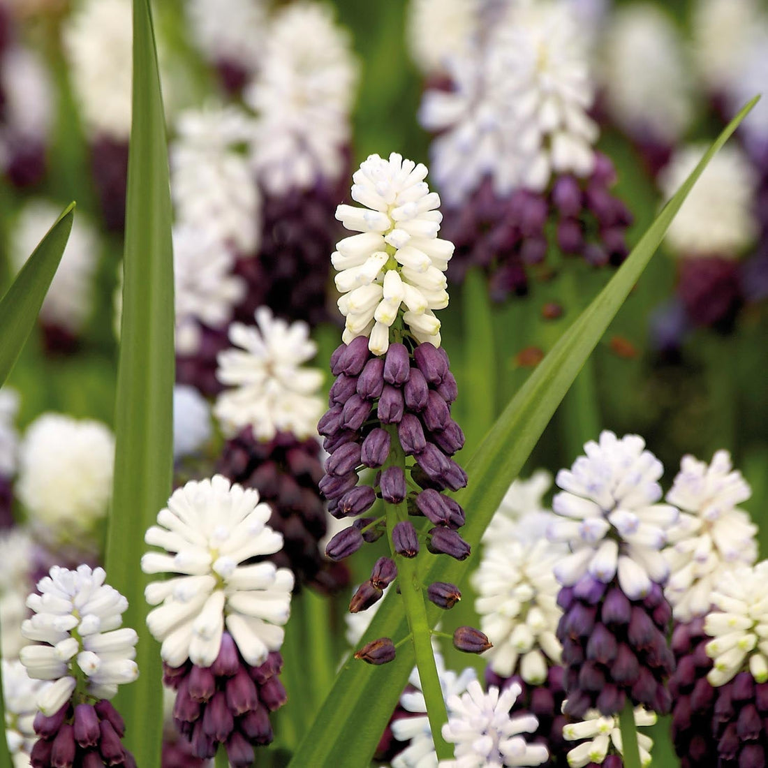 Druifhyacint, Muscari 'Grape Ice'