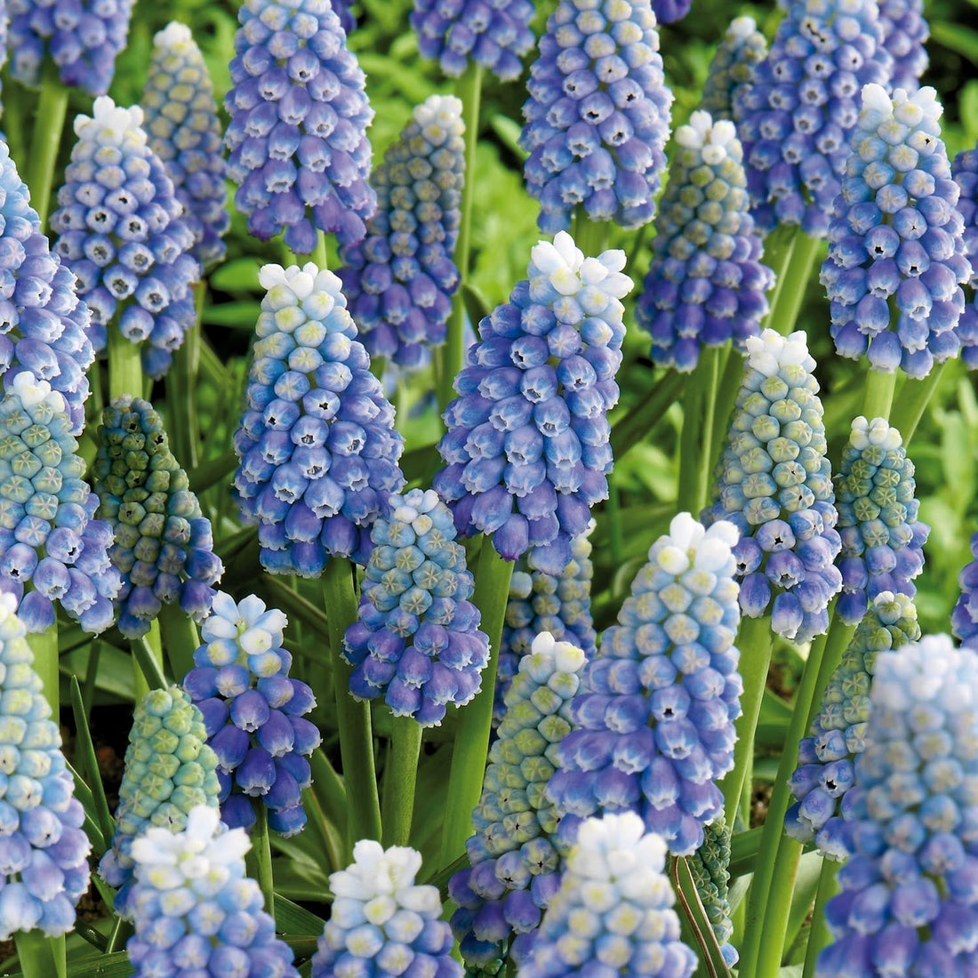 Druifhyacint, Muscari 'Ocean Magic'