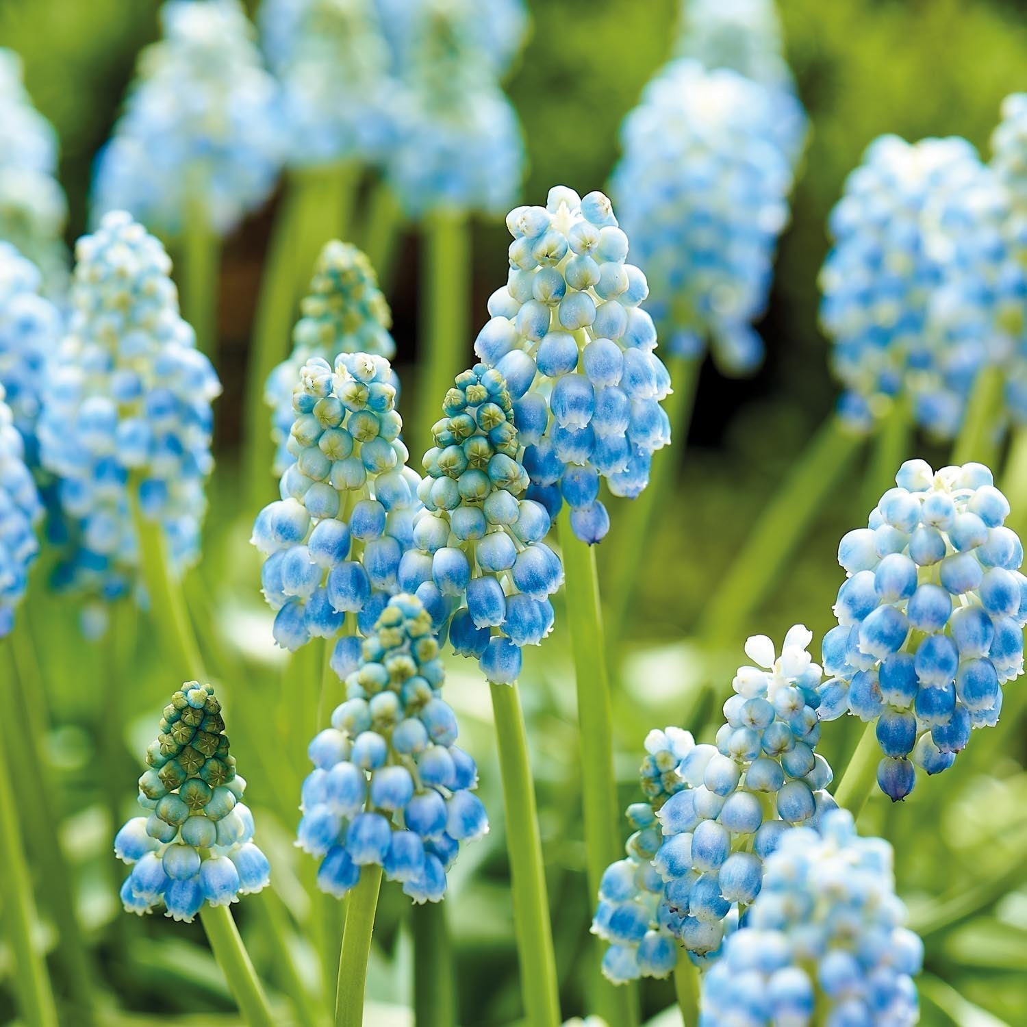 Druifhyacint, Muscari 'Peppermint'