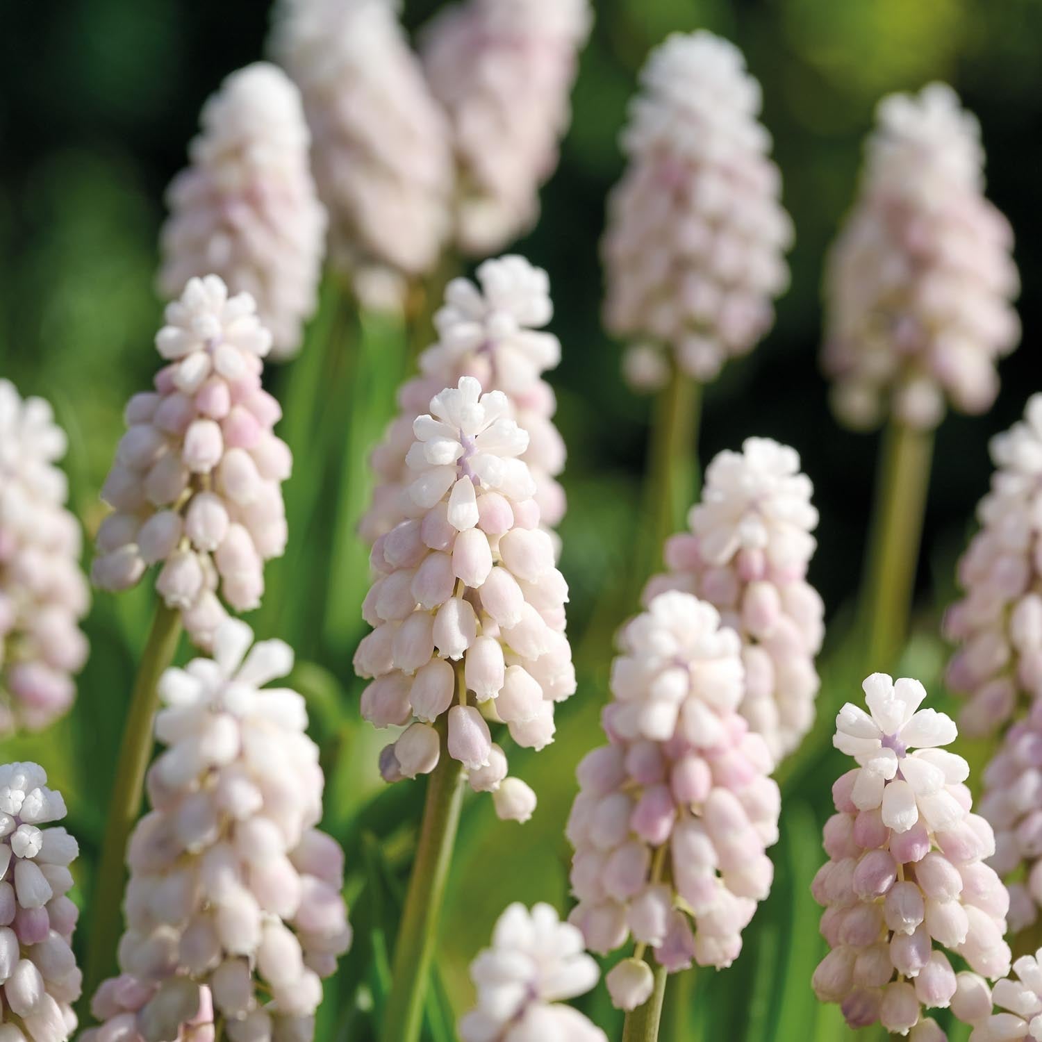 Druifhyacint, Muscari 'Pink Sunrise'