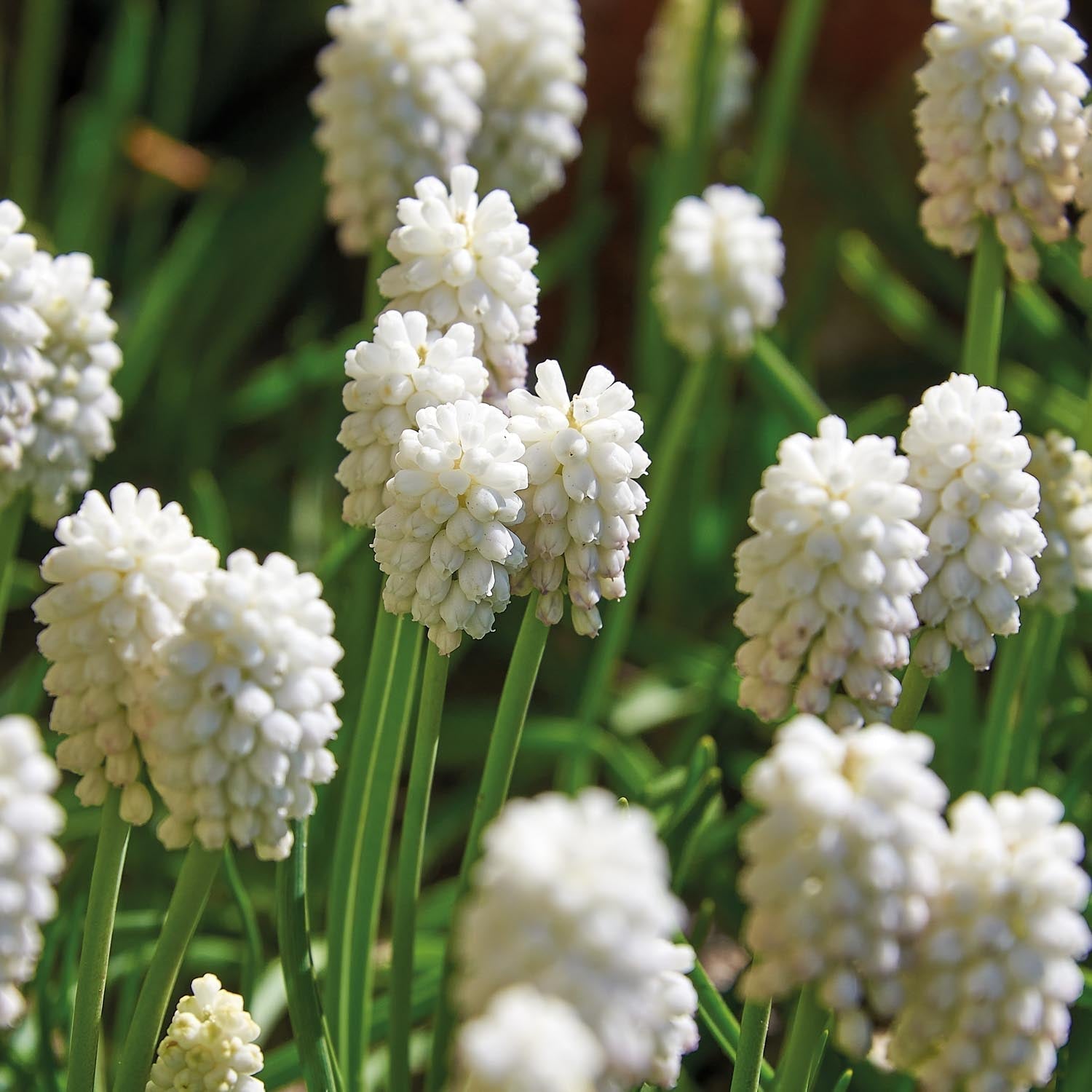 Druifhyacint, Muscari 'White Magic'