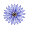 Bloemzaden
