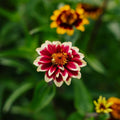 Dwerg - zinnia zaden - 50 biologische zaden