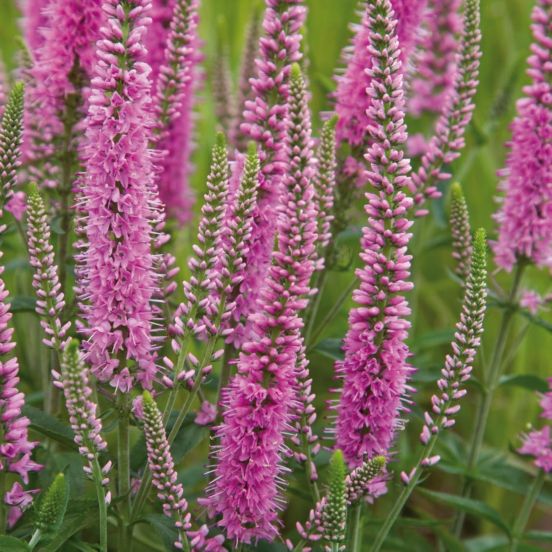 Ereprijs, Veronica 'Heidekind'