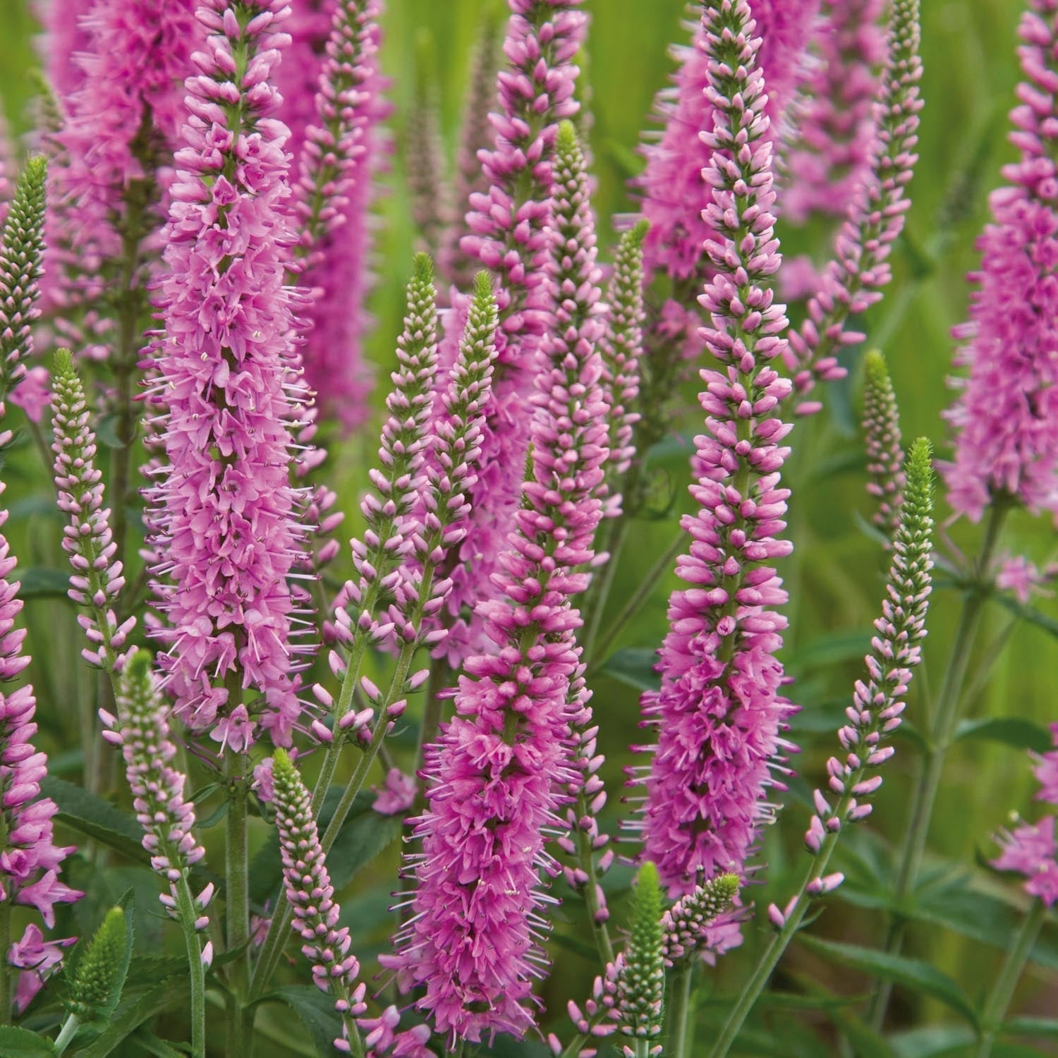 Ereprijs, Veronica 'Heidekind'