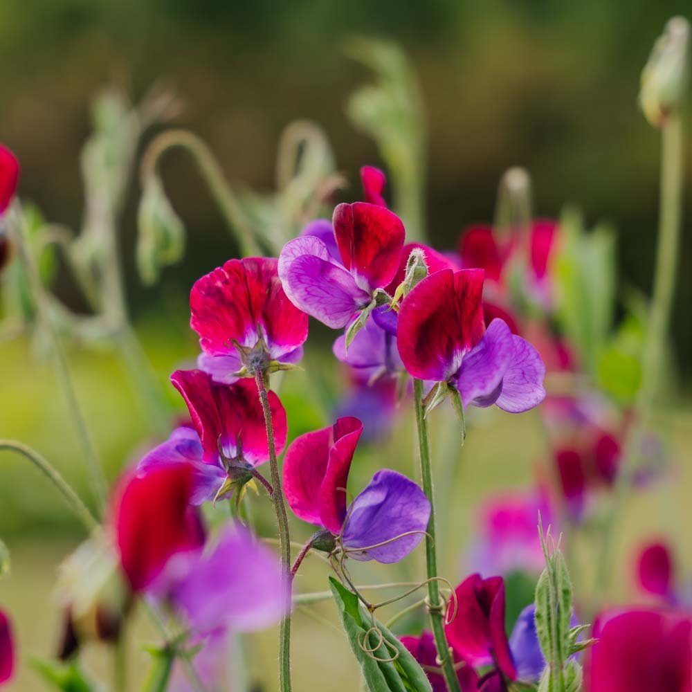 Erwtbloemzaden 'Sweet Pea' - 30 biologische zaden