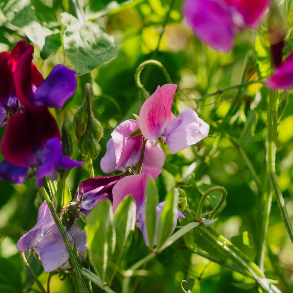 Erwtbloemzaden 'Sweet Pea Mix' - 20 biologische zaden