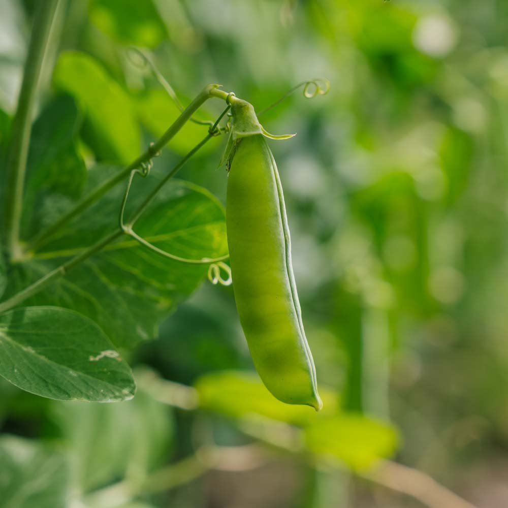 Erwtenzaden 'Eerste Vroege Mei' - 50 biologische zaden