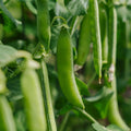 Erwtenzaden 'Kelvedon Wonder' - 50 biologische zaden