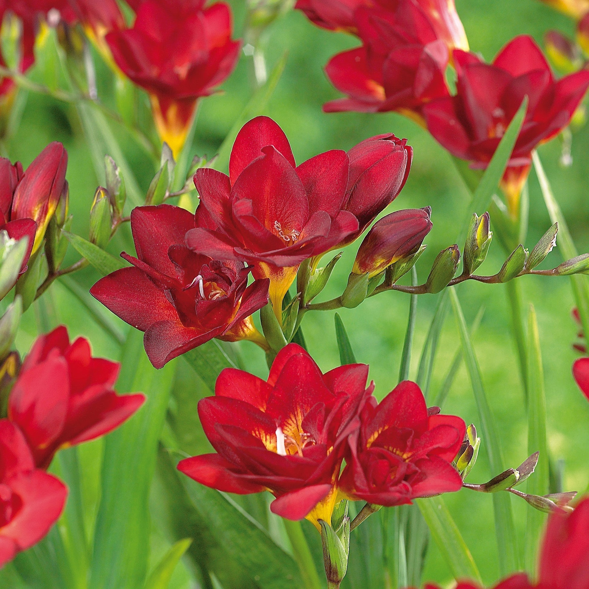 Freesia 'Double Red'