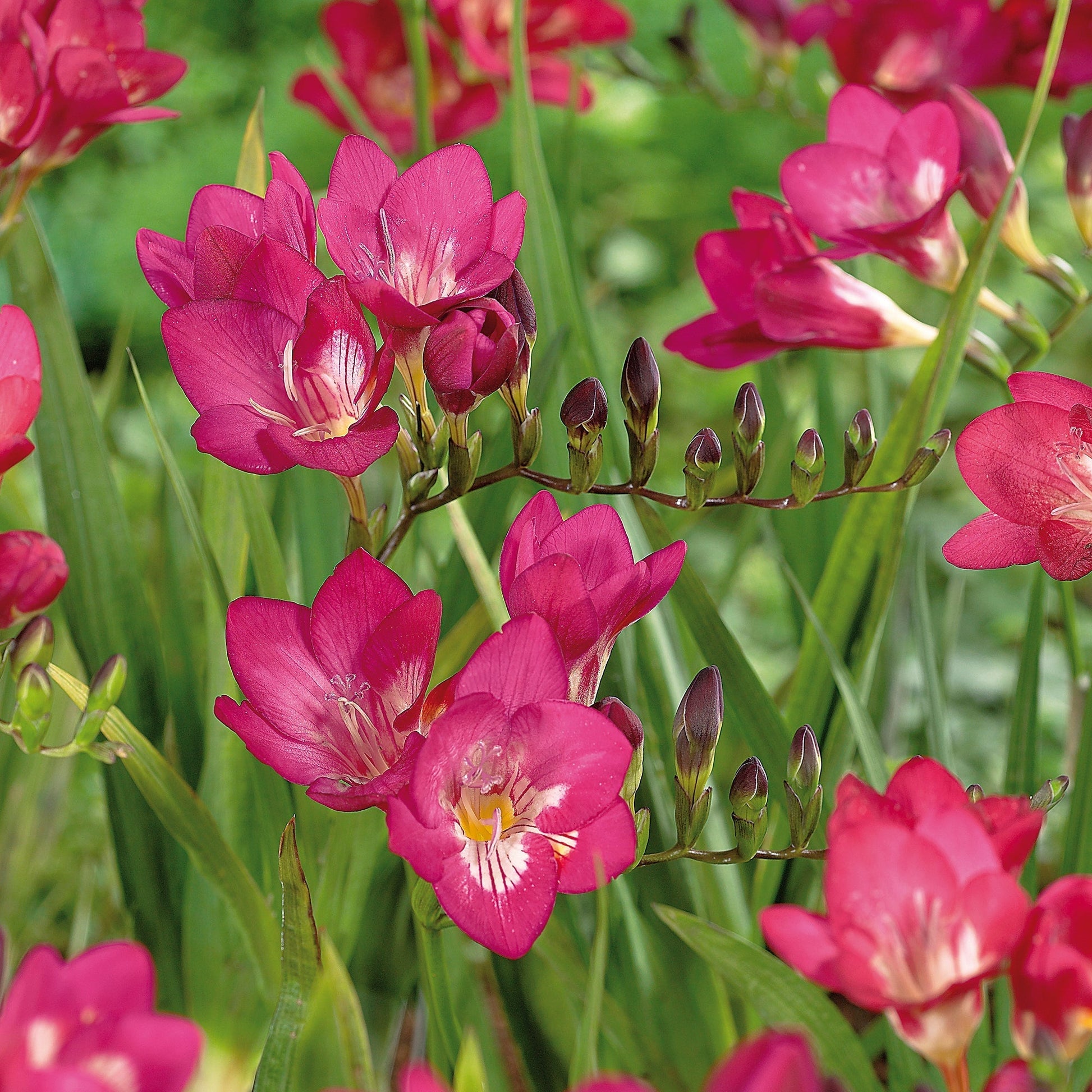 Freesia 'Pink'