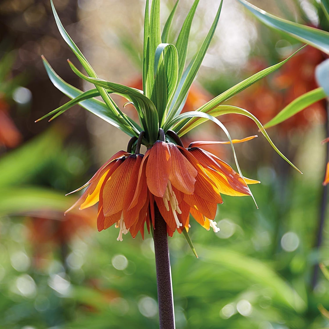 Fritillaria imperialis 'Aurora'