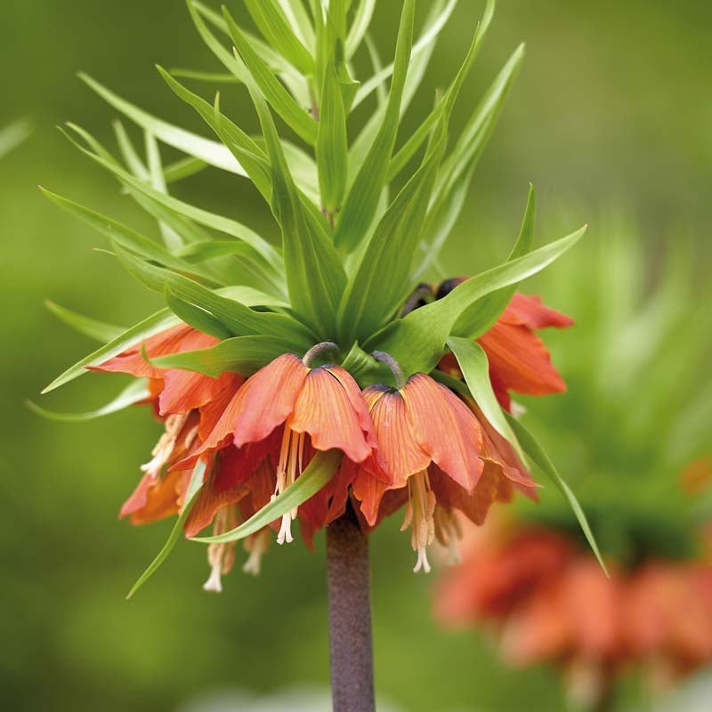 Fritillaria 'Imperialis Rubra'