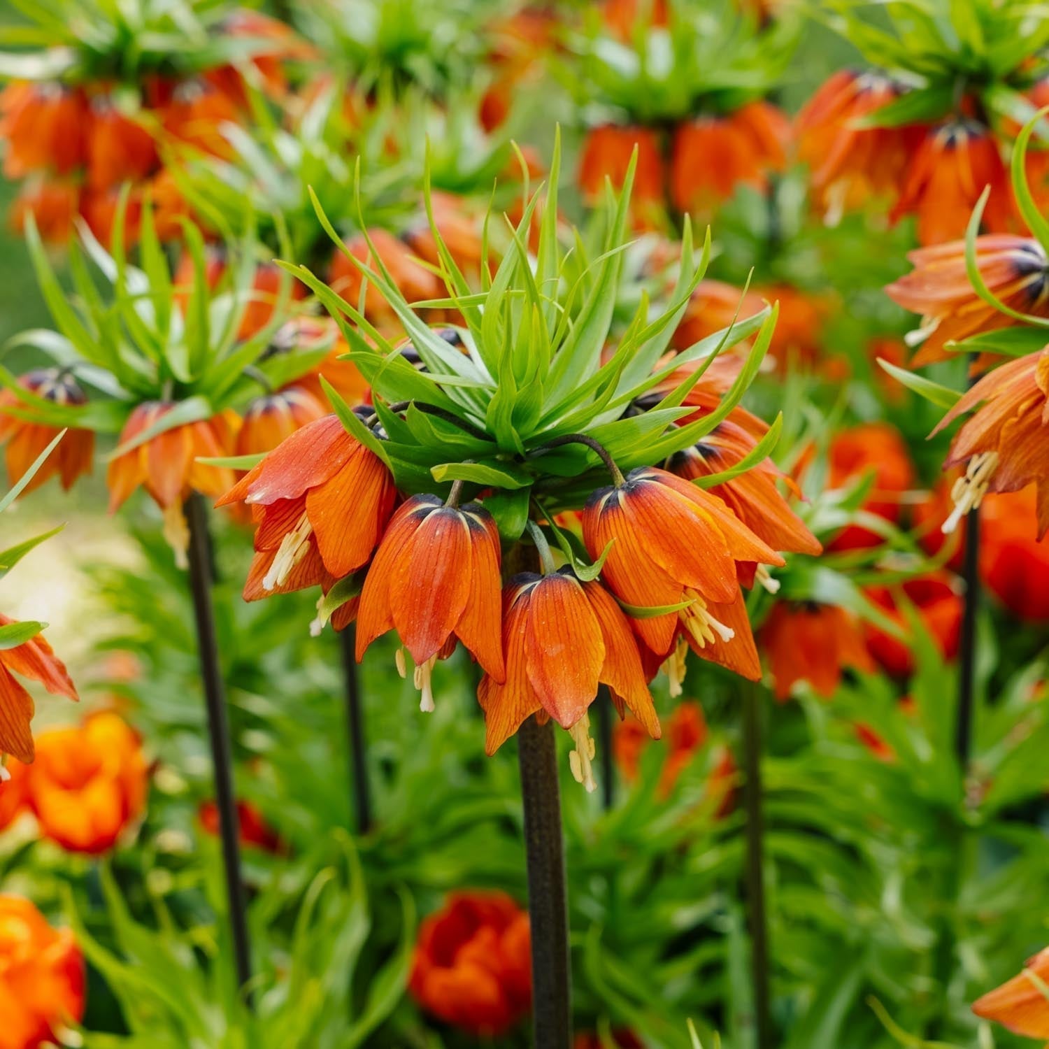 Fritillaria imperialis 'Rubra Maxima'