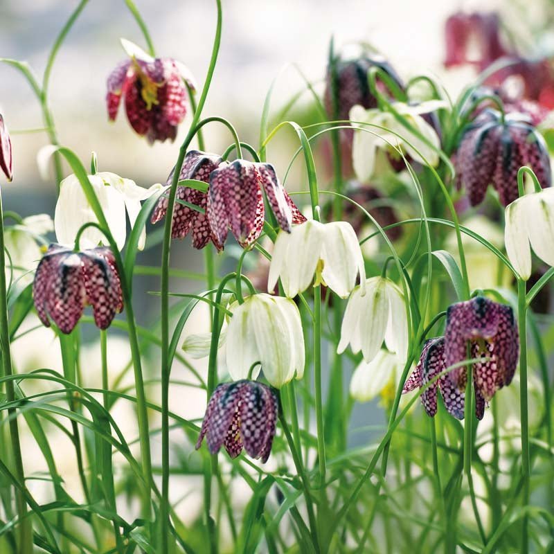 Fritillaria 'Meleagris'