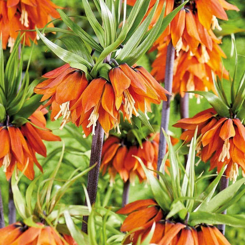 Fritillaria 'Orange Beauty'