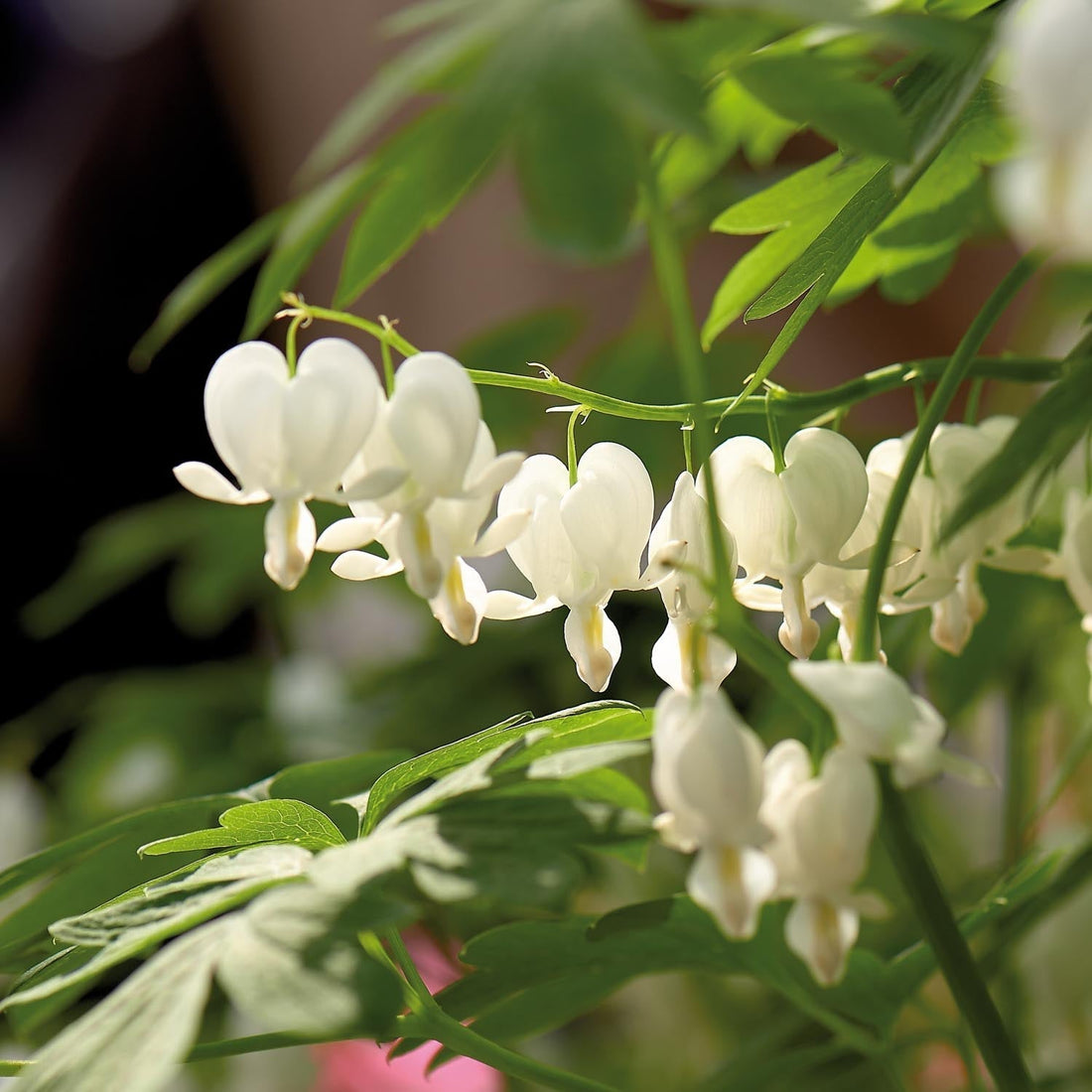 Gebroken hartje, Dicentra 'Alba'