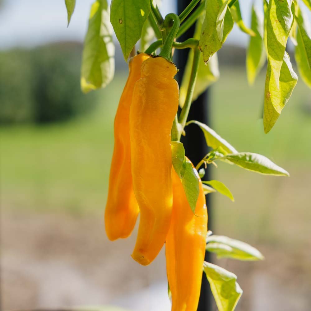 Gele paprika 'Zazu' - 5 biologische zaden