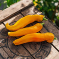 Gele paprika 'Zazu' - 5 biologische zaden
