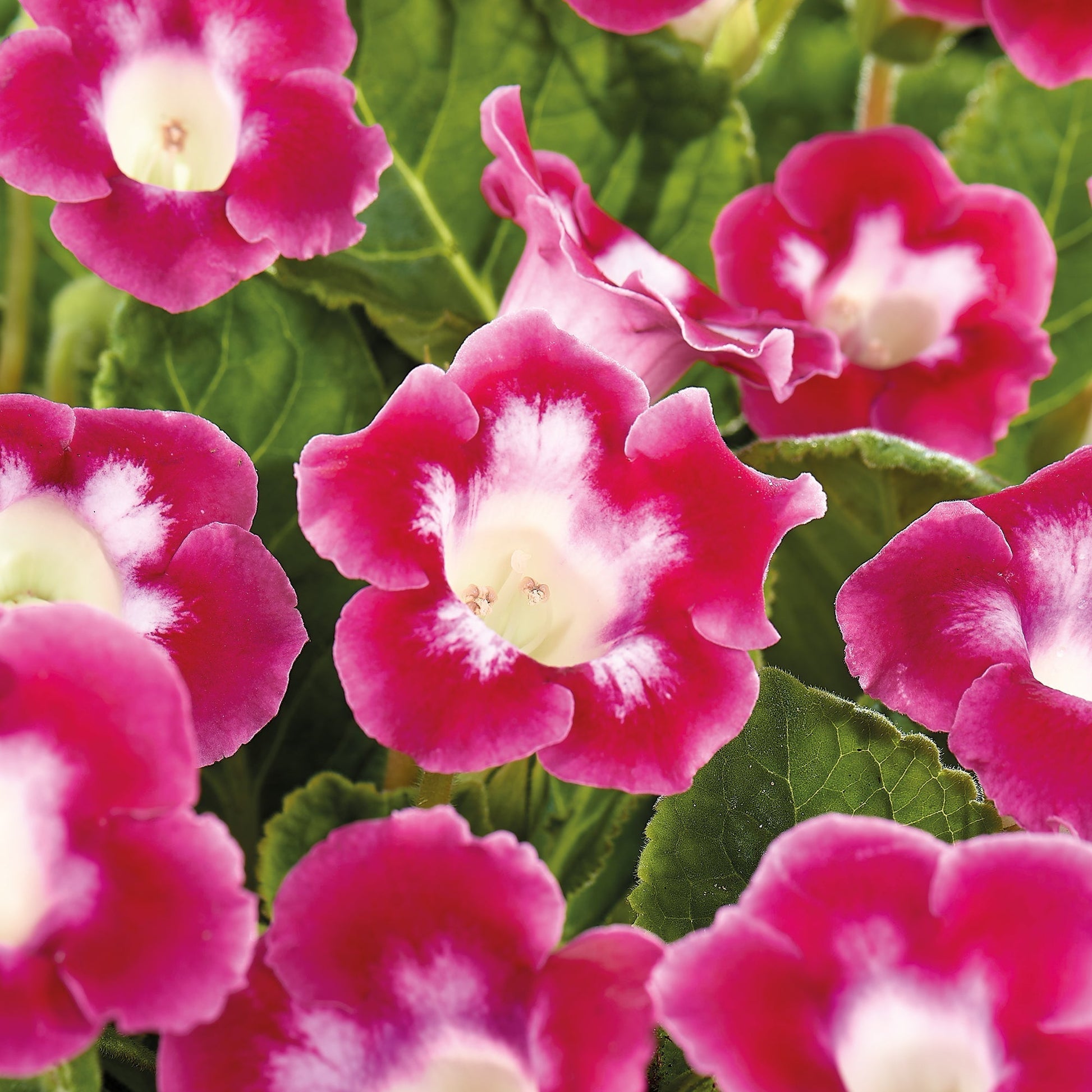 Gloxinia, Sinningia 'Blanche de Meru'