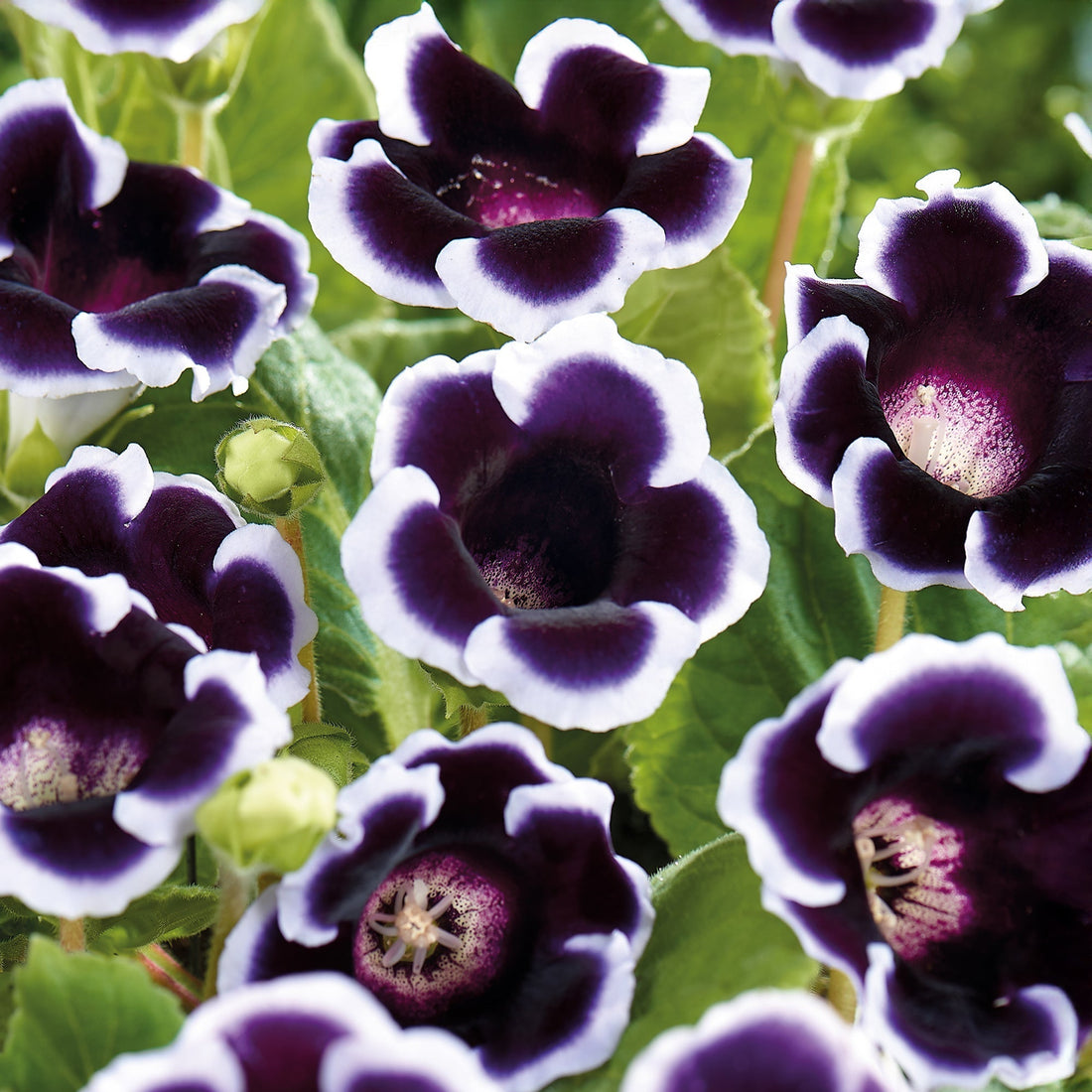 Gloxinia, Sinningia 'Kaiser Wilhelm'