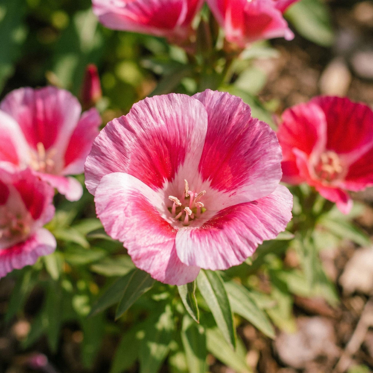 Godetia zaden 'Godetia' - 200 biologische zaden