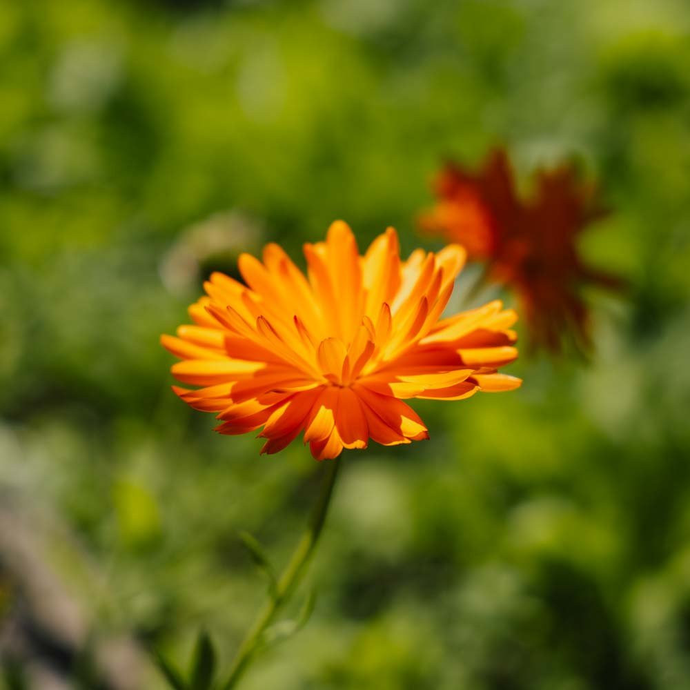 Goudsbloemzaden - 70 biologische zaden