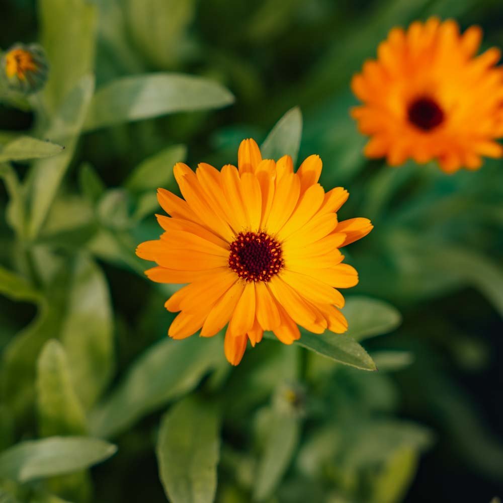 Goudsbloemzaden - 70 biologische zaden