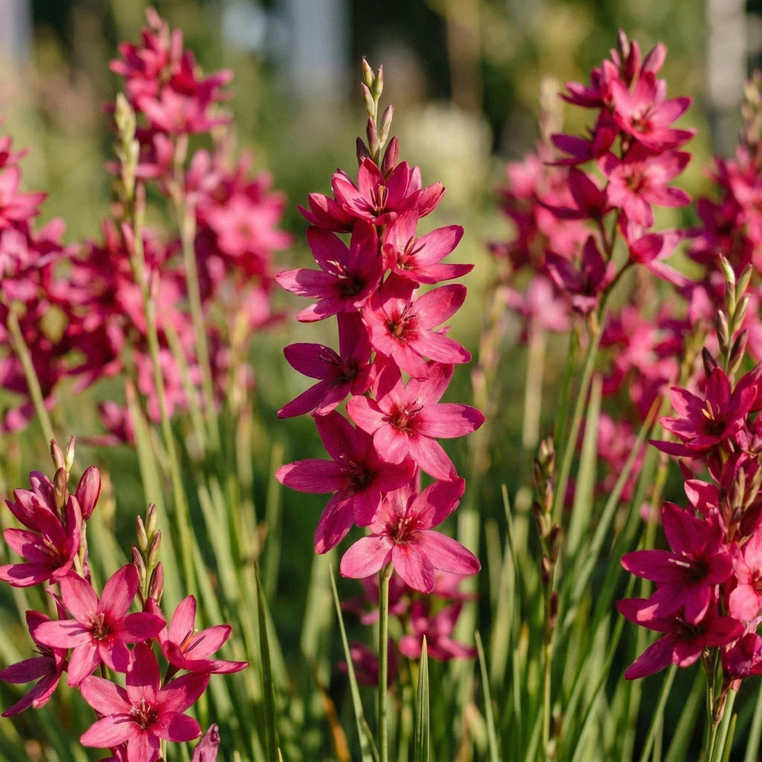 Graanlelie, Ixia 'Mabel'