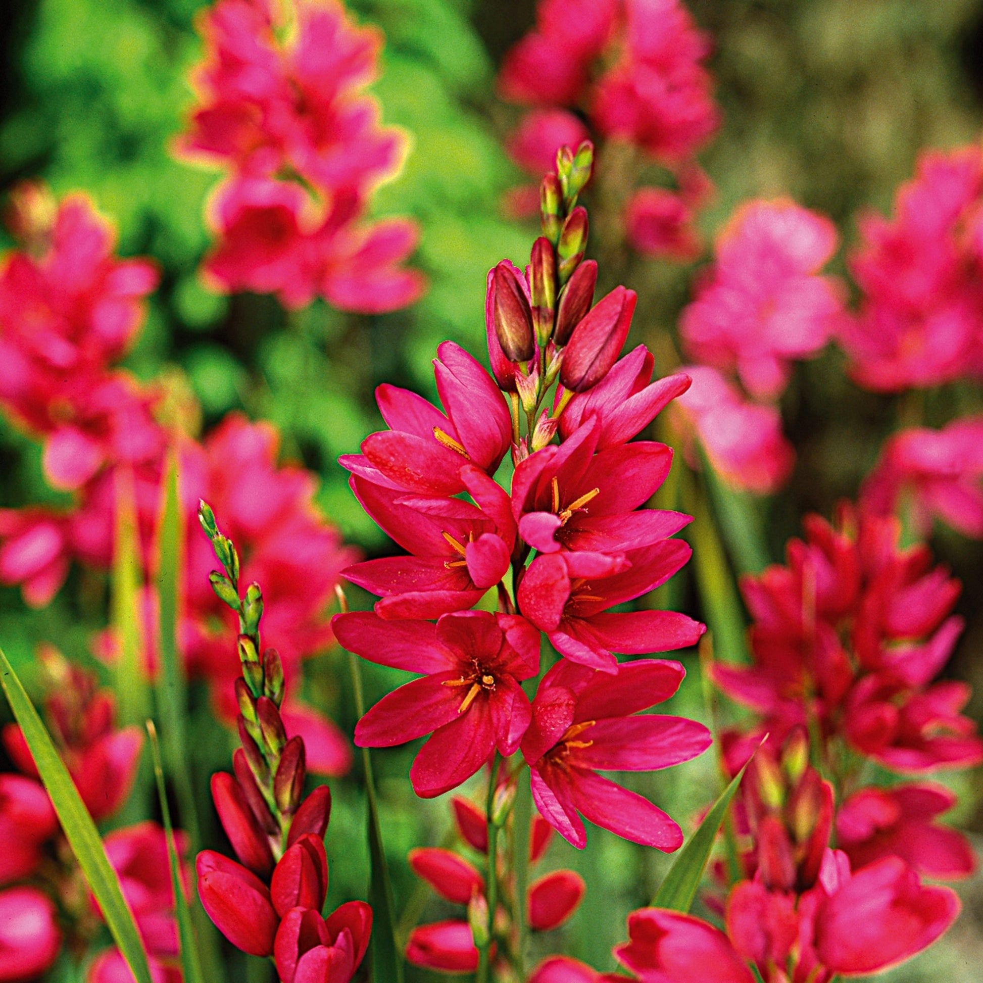 Graanlelie, Ixia 'Mabel'