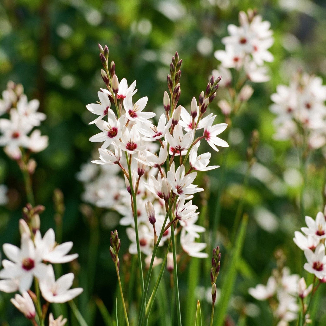Graanlelie, Ixia 'Spotlight'